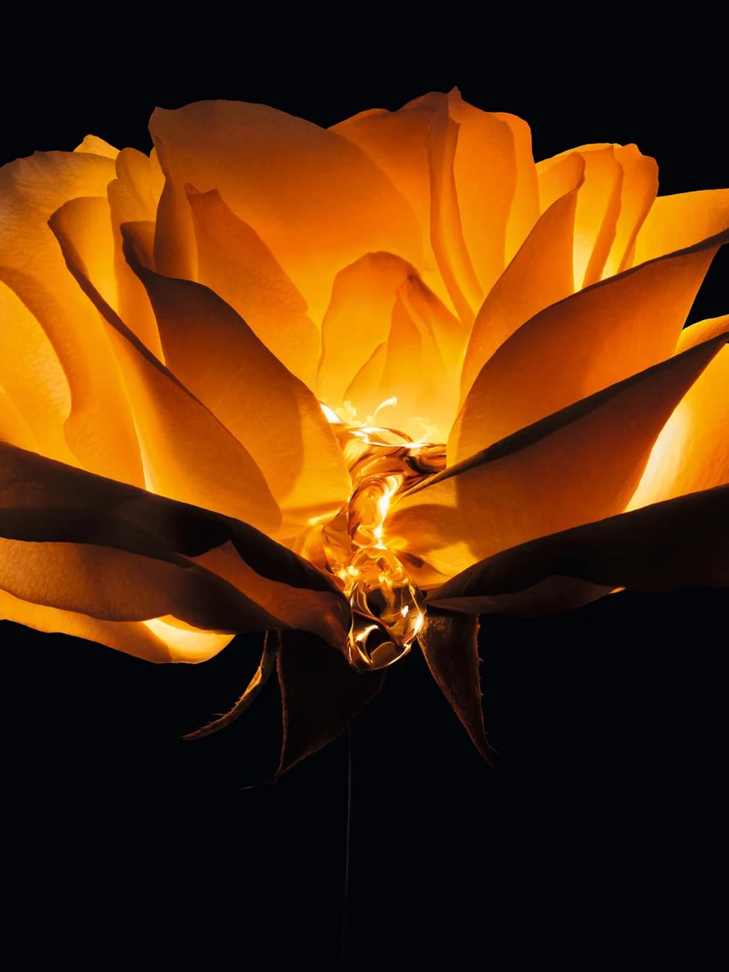 Golden Rose de Granville imagery from the same Dior Prestige serum campaign